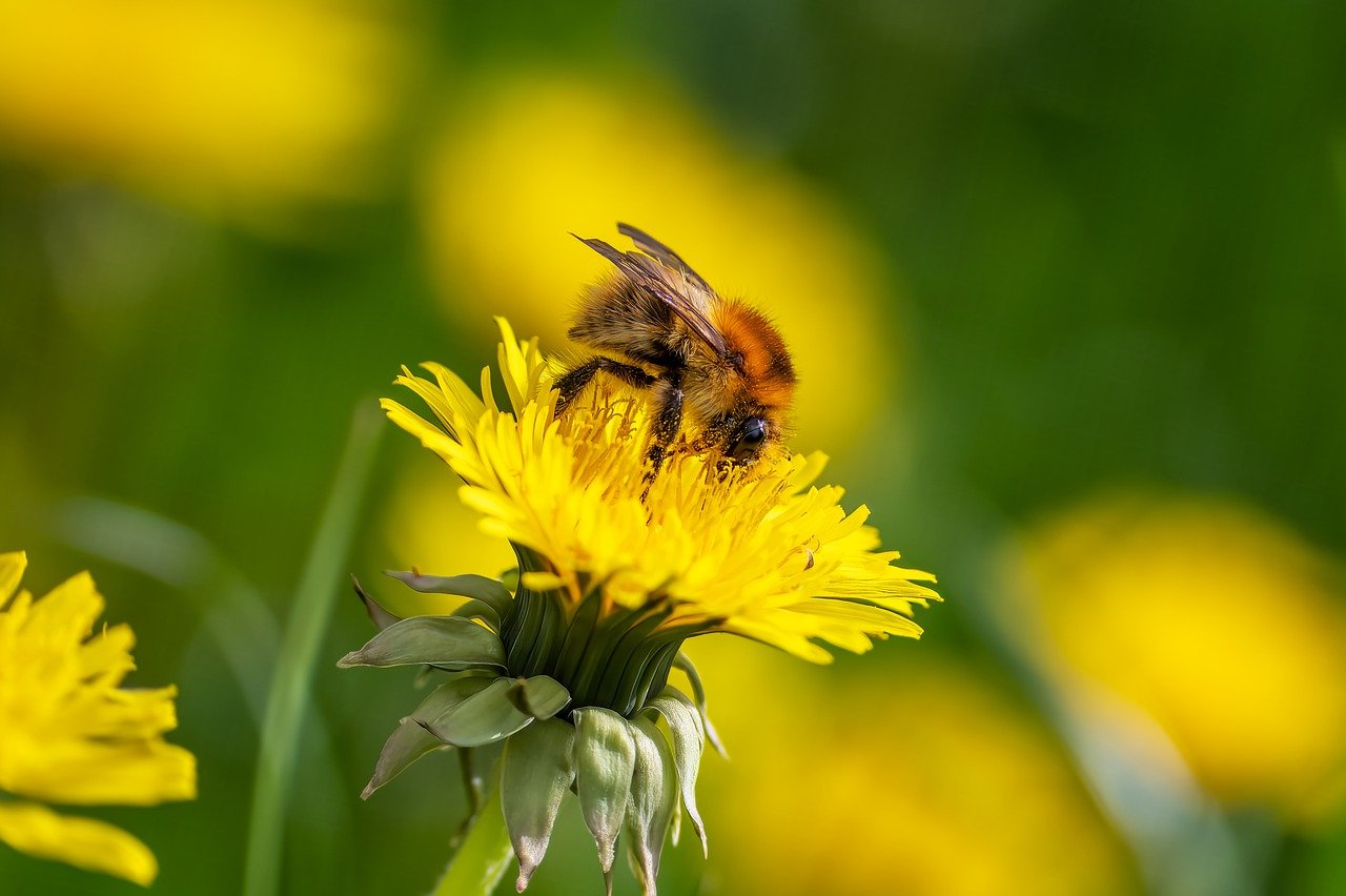 An image of a bumblebee on a dandelion.