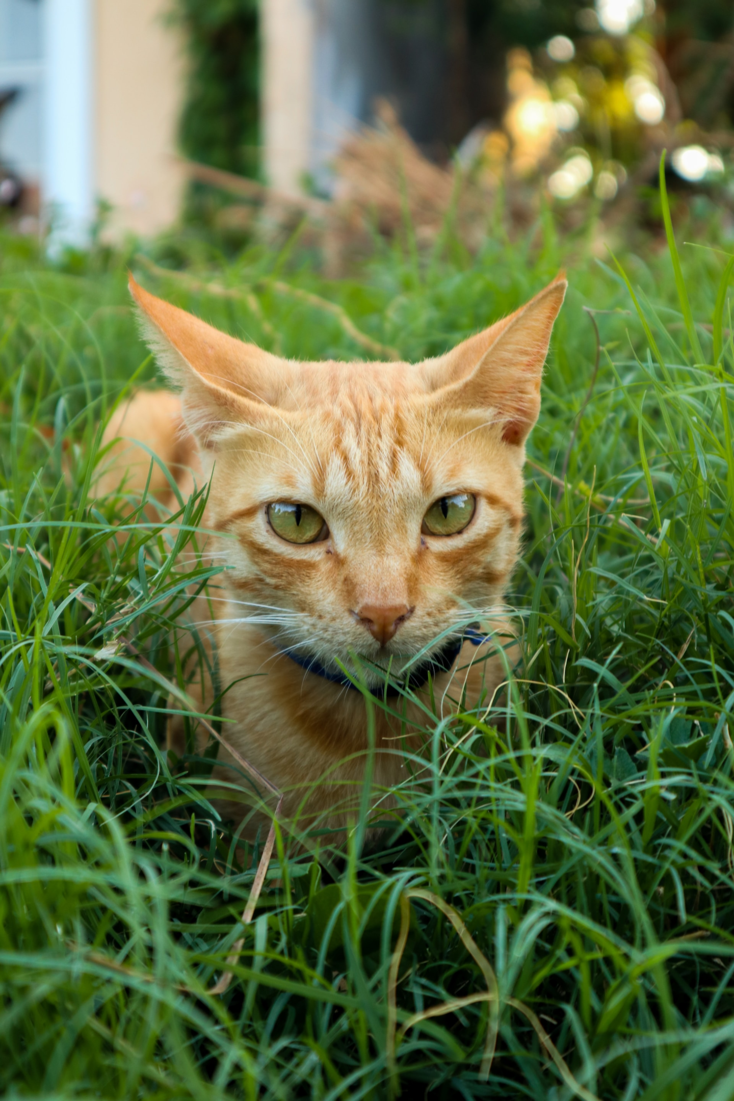 Ginger cat lying down in the grass after kneading the grass to prepare for a nap in the sun