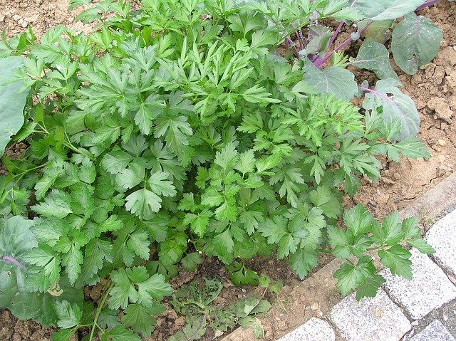 parsely, seasoning, flat leaf parsley