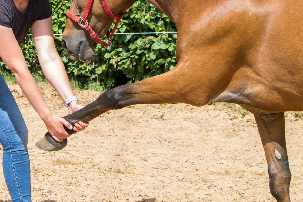horse owner stretching horse's front leg forward