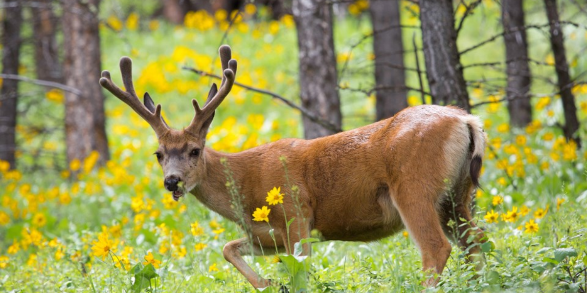 interesting animals in yosemite