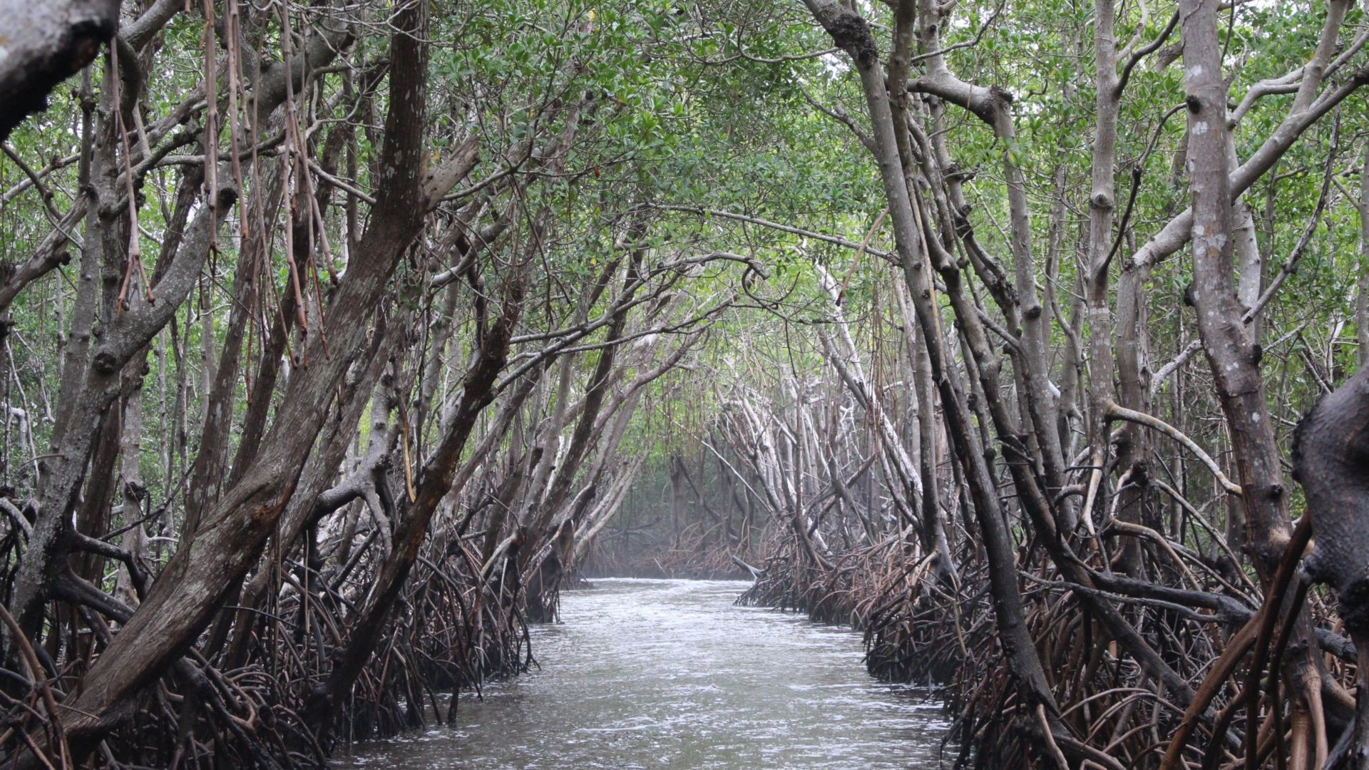 mangrove forest, mangroves
