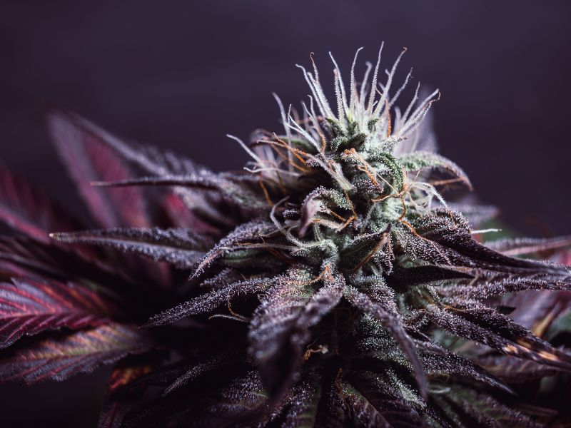 cannabis flower