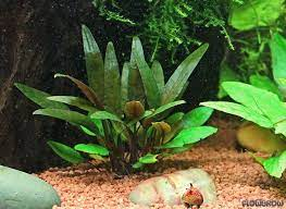 Cryptocoryne beckettii 'Petchii' | ECOAquariums