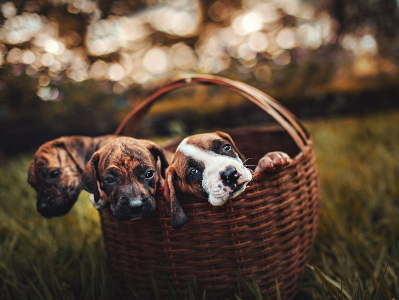 Three Puppies In A Basket