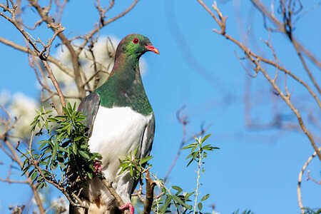 New Zealand Vacation, Kereru 