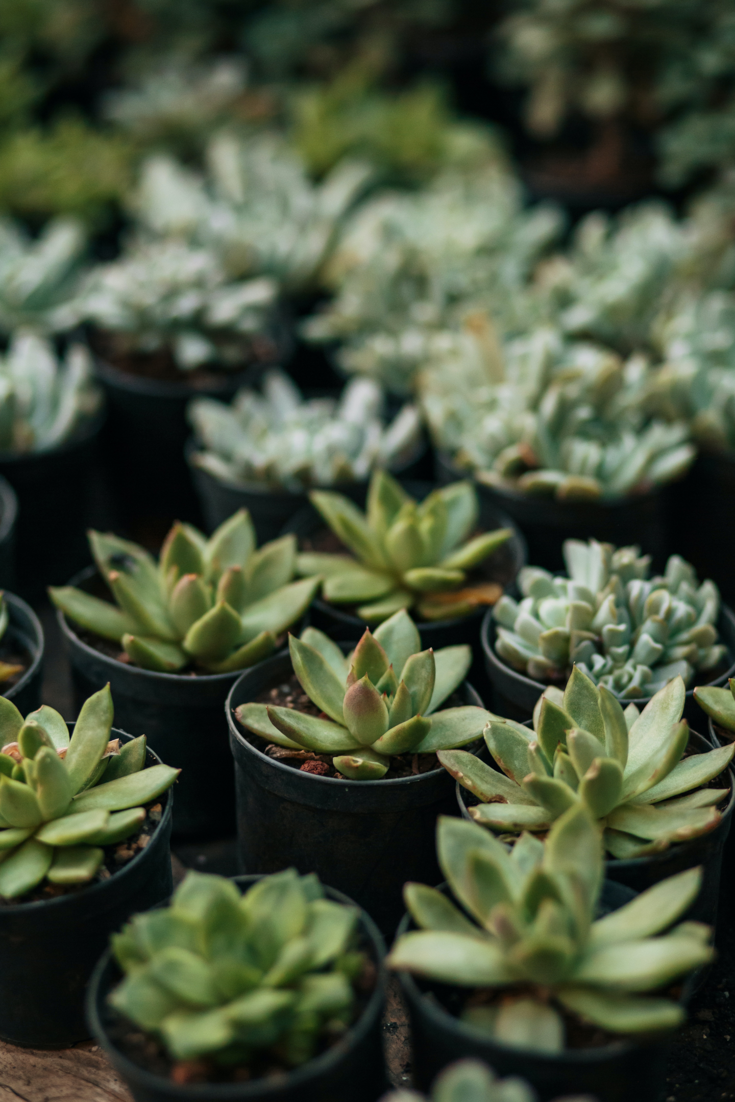 Succulents have special soil requirements