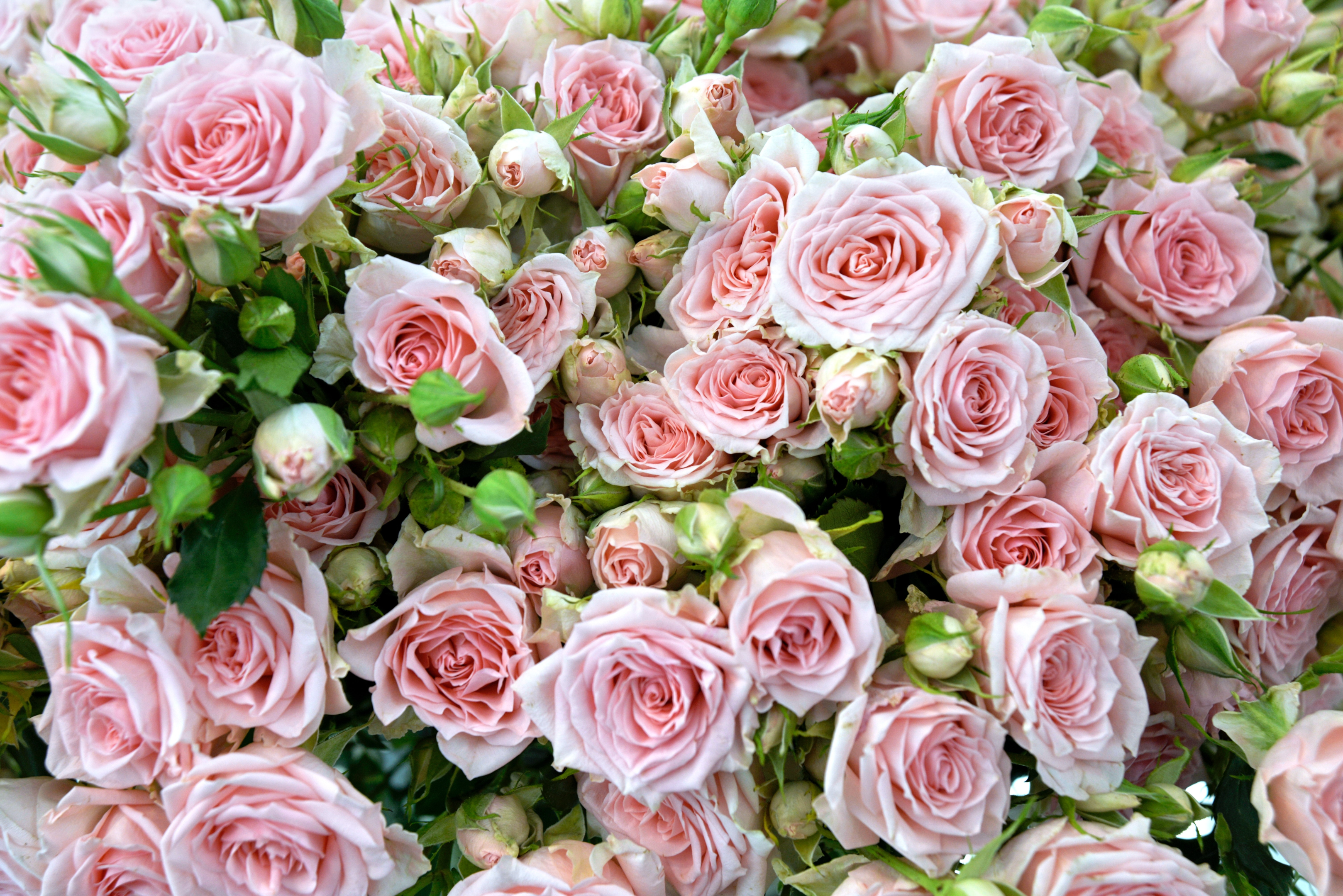 What Factors Do You Consider Before Choosing Compost for Roses?