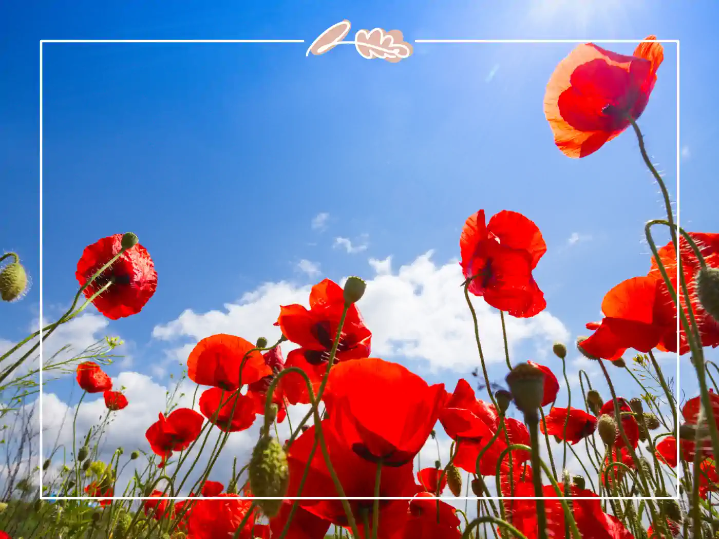 Bright red poppies reaching towards a clear blue sky. Fabulous Flowers and Gifts.