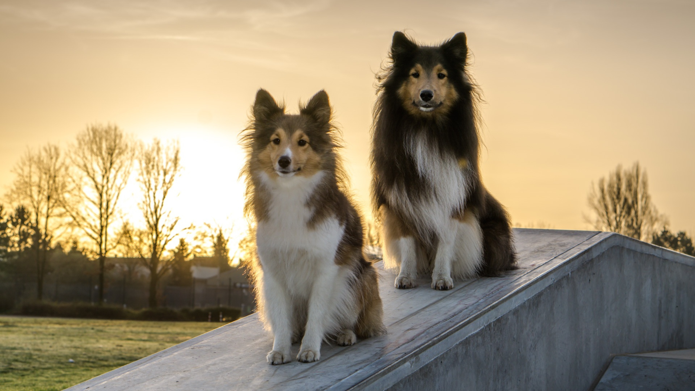 Two Shelties sitting outside with a sunset in the background