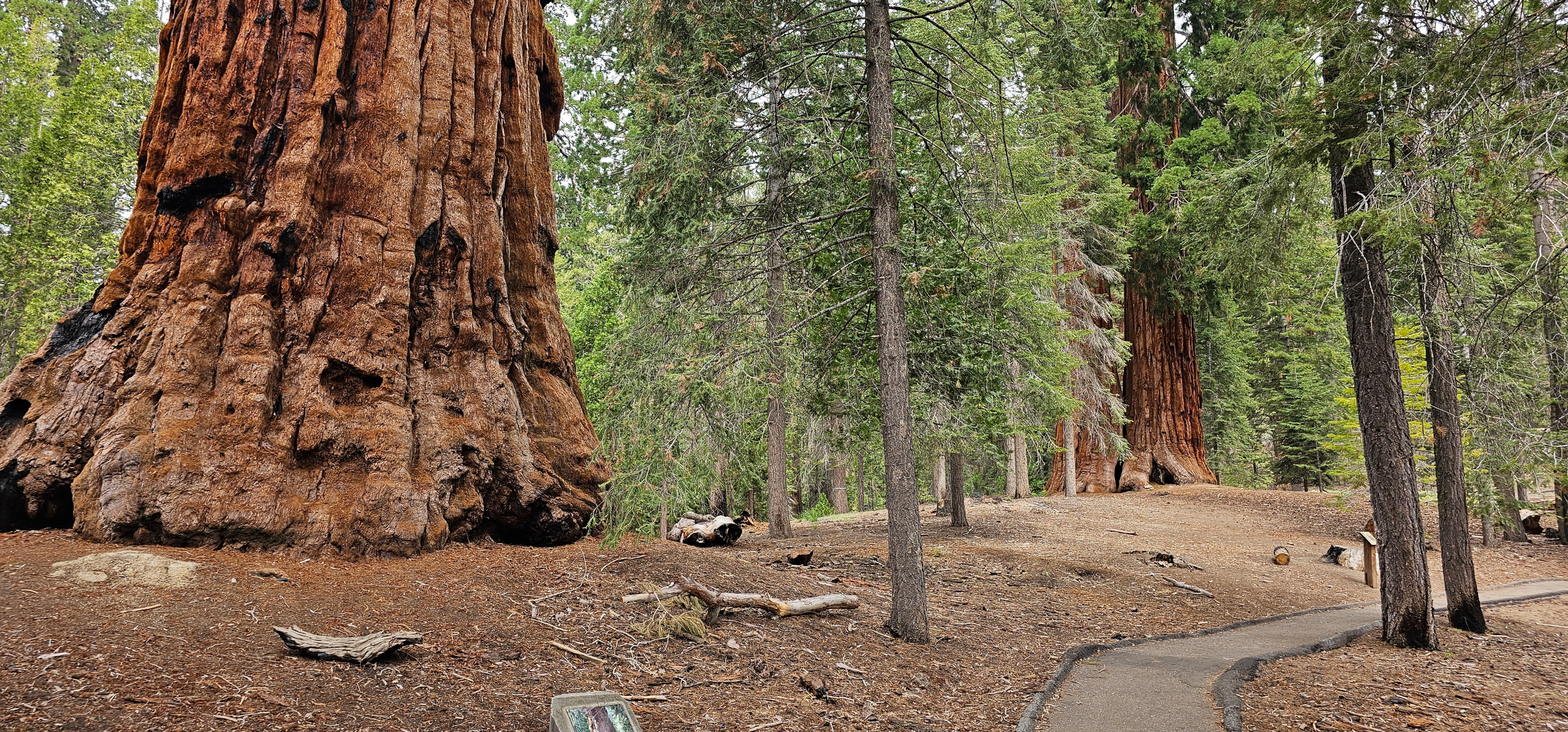 Giant sequoia at trail of 100 Giants