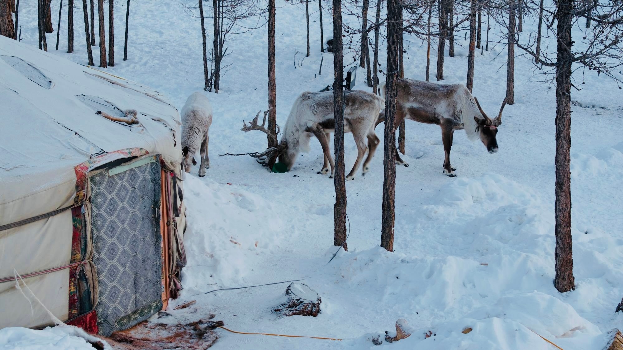 Winter camps showcase the nomadic lifestyle in harsh winter conditions.