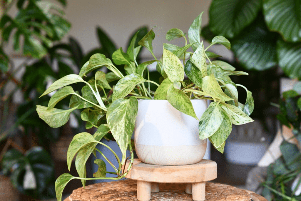 Houseplant