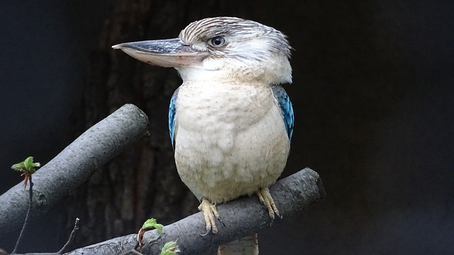 Forest Kingfisher 