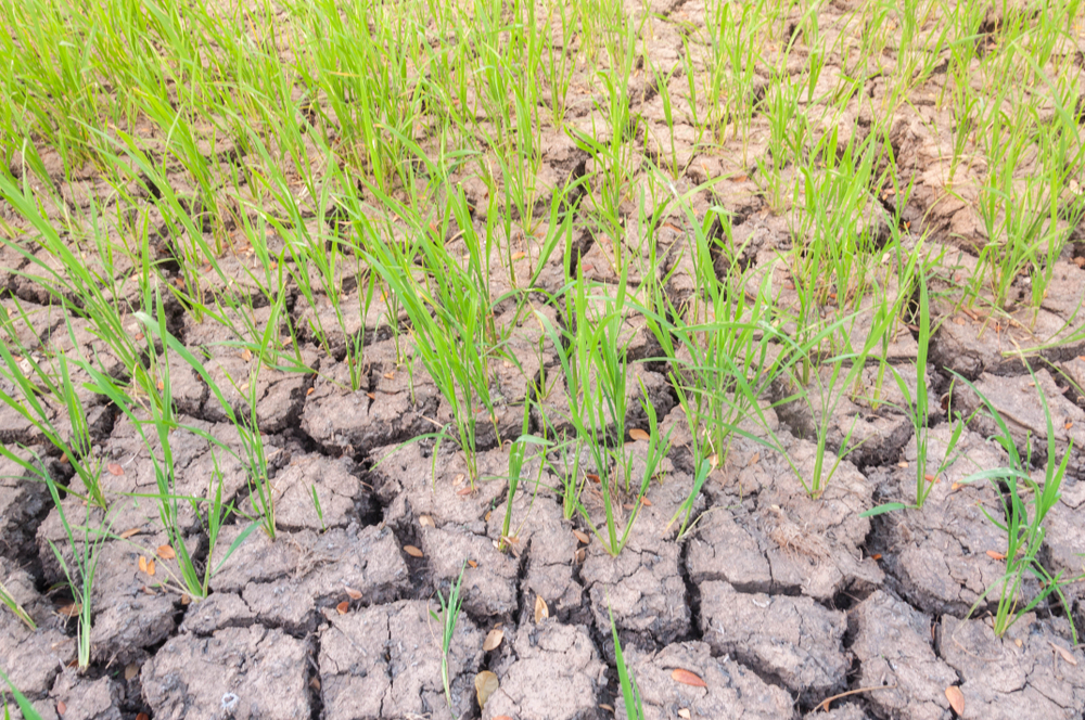 spindly crops on drought stricken land