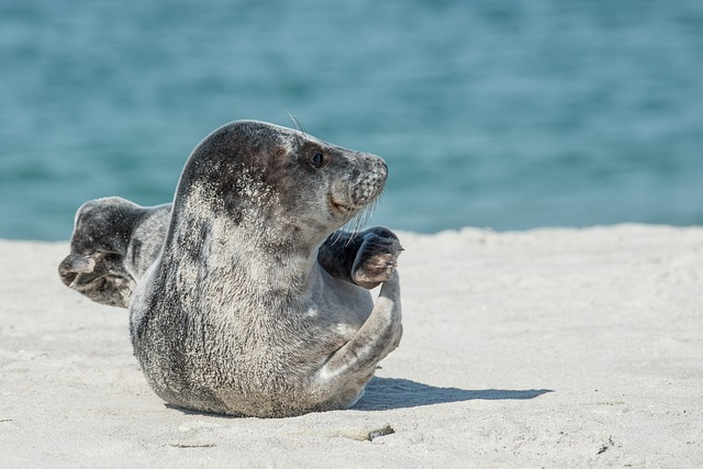 Where To See Seals In Norfolk , Grey Seal