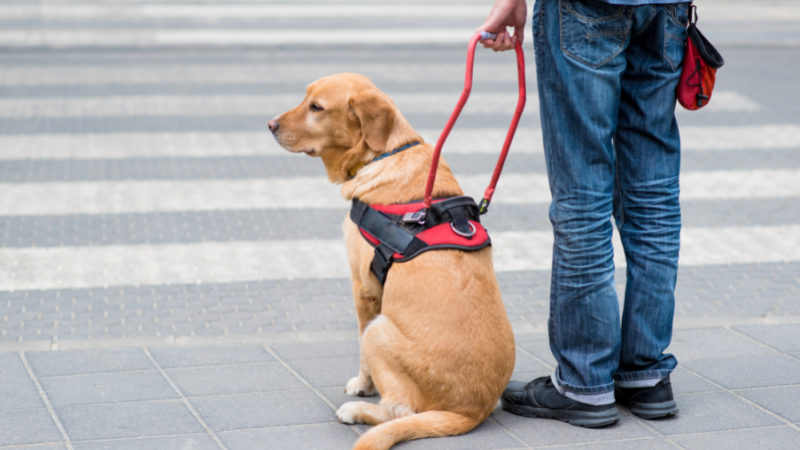 Registered service dogs allowed in Target, while therapy dogs and emotional support dogs are not allowed.