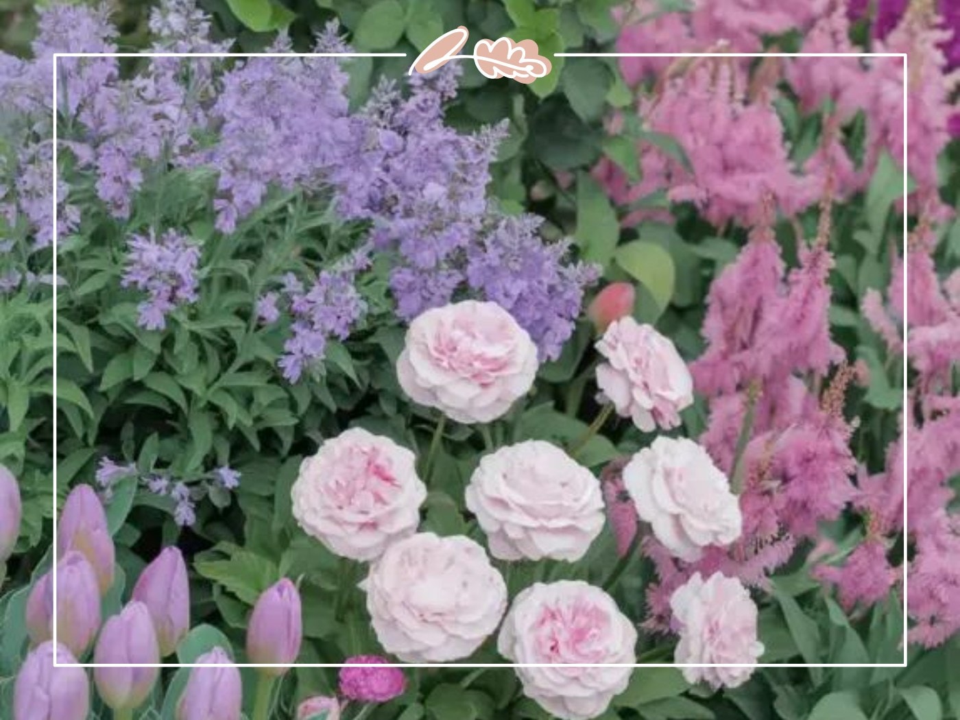 Romantic mix of pale roses, tulips and purple catmint – Top 50 Flower Species blog by Fabulous Flowers & Gifts.
