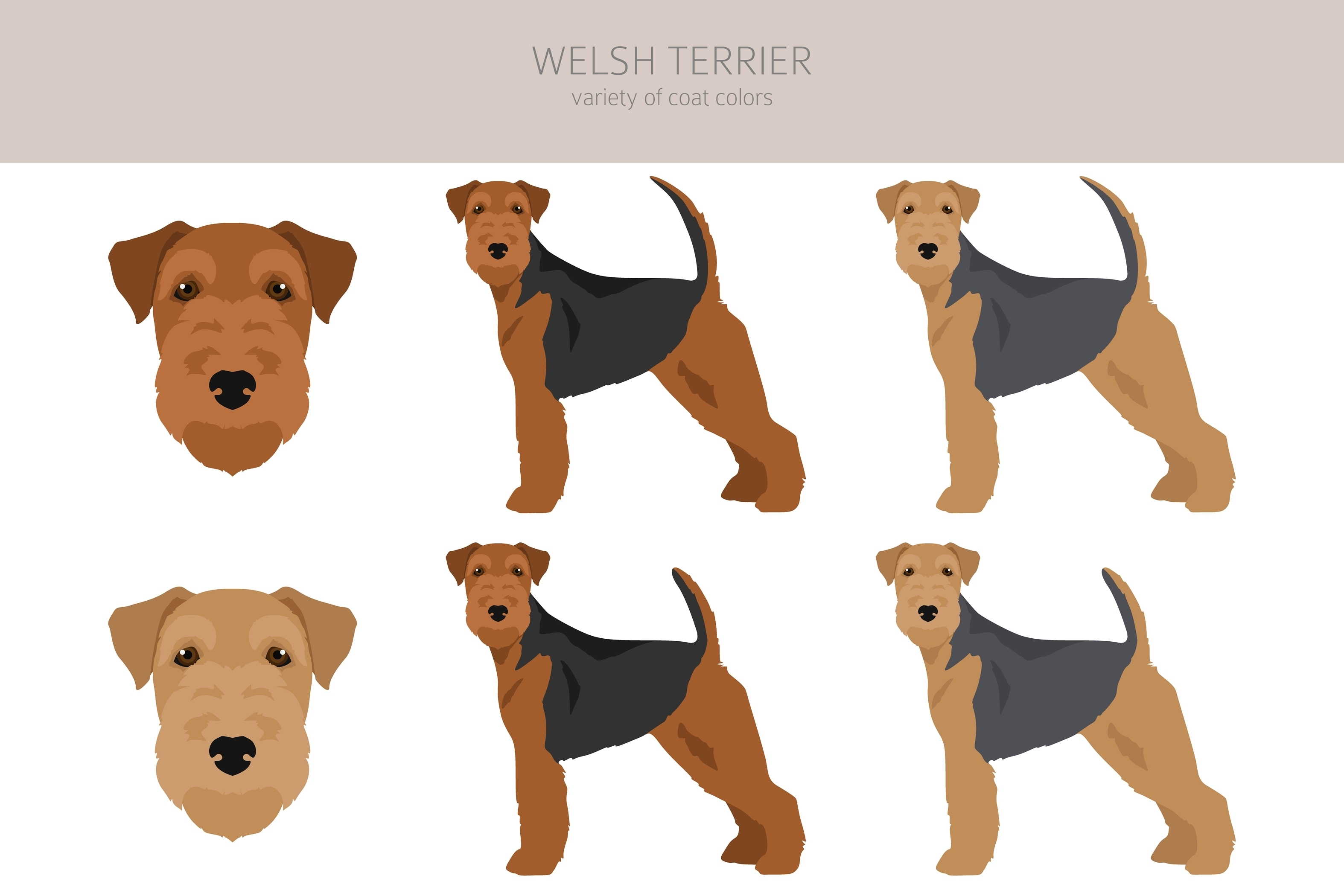 An infographic of the Welsh Terrier's coat varieties