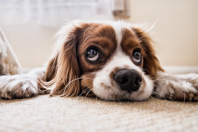 googly eye pup