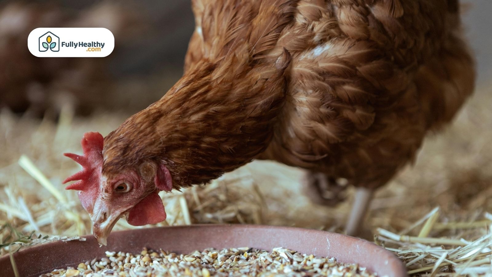 Brown chicken eating grains near chicken coop on straw bedding