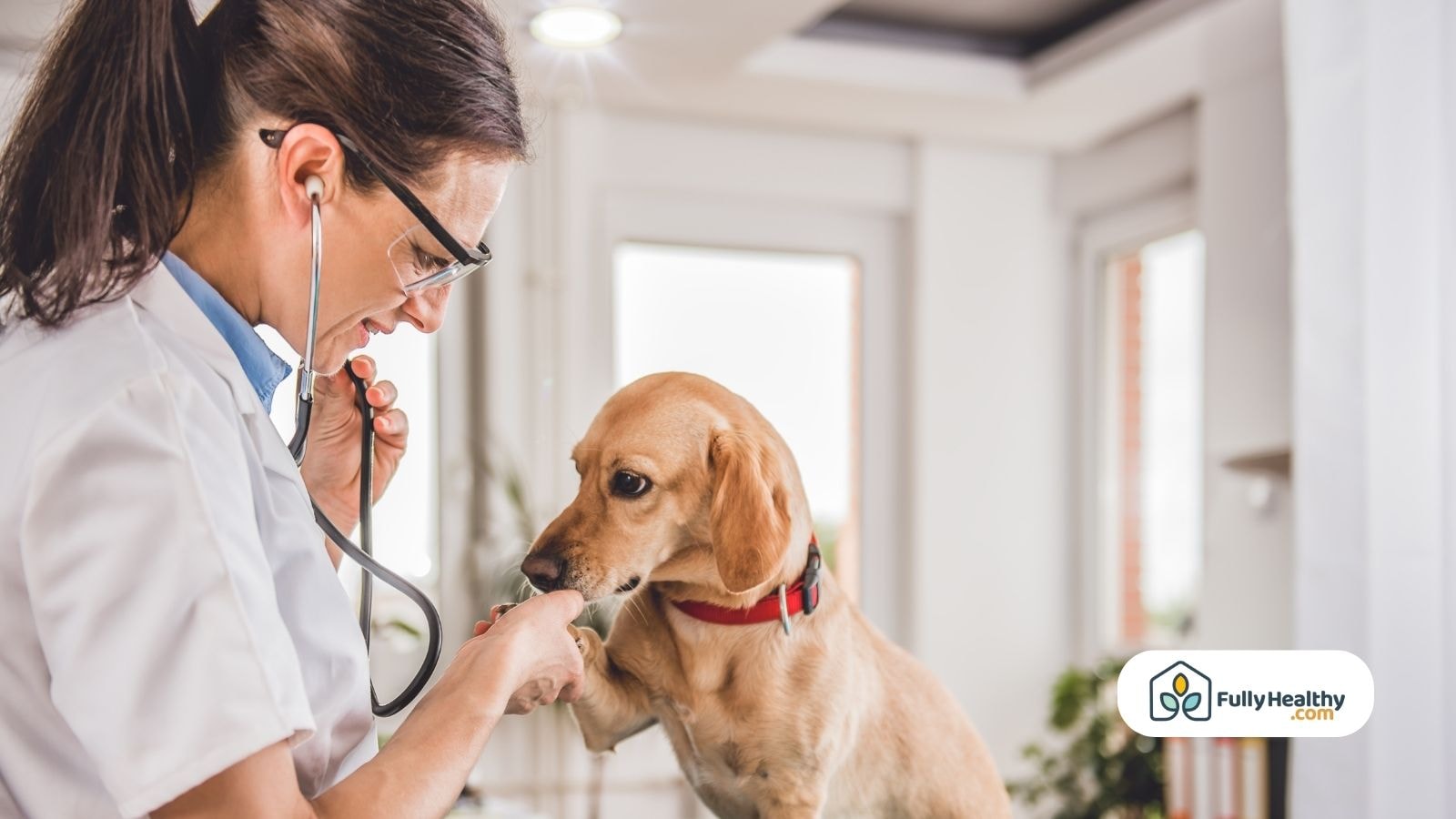 Veterinarian examining a dog with stethoscope in a bright clinic