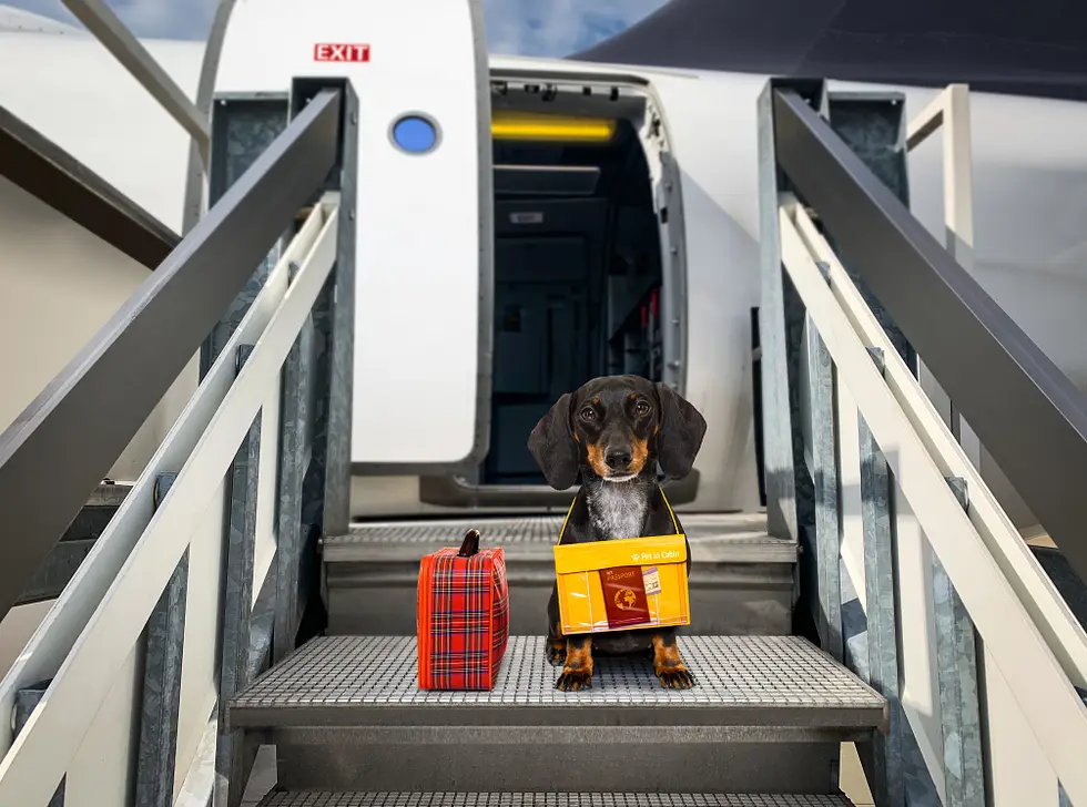 Travel Options for You and Your Dog