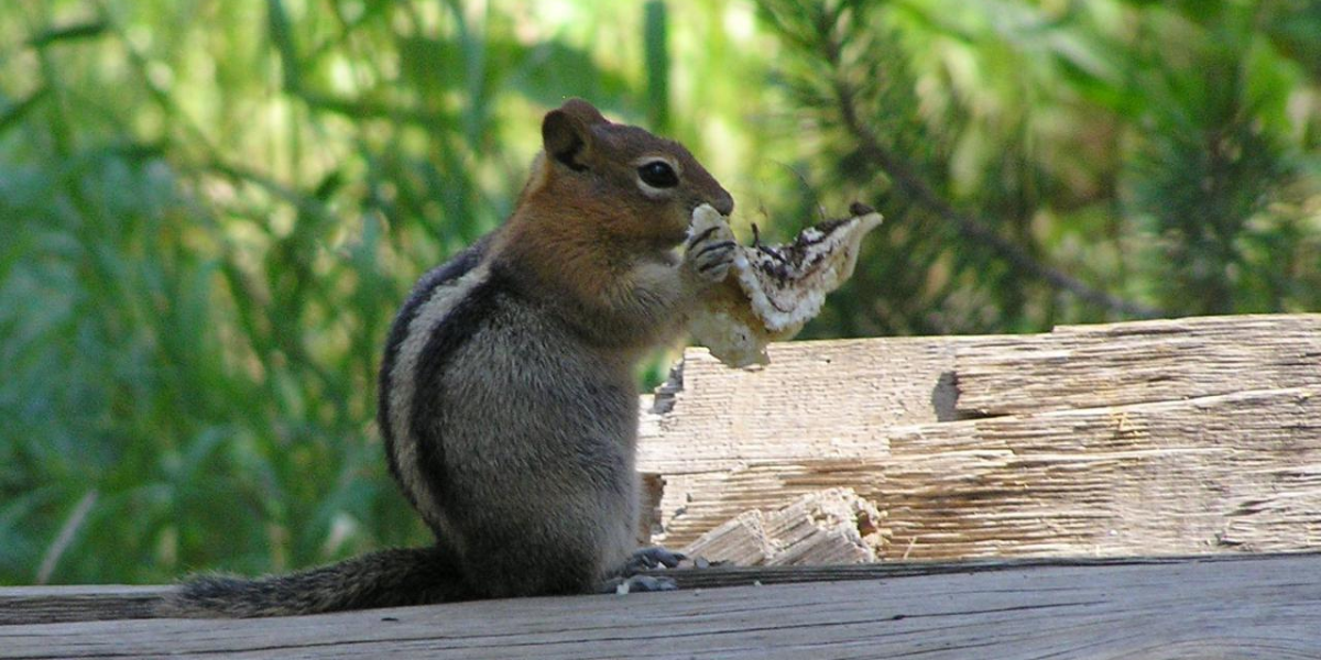 interesting animals in yosemite