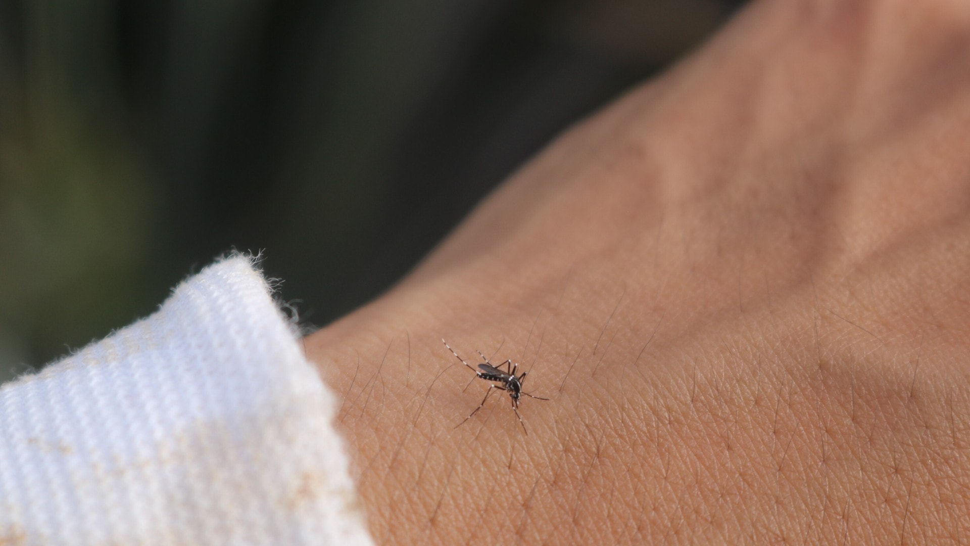 A Mosquito biting a person's wrist.