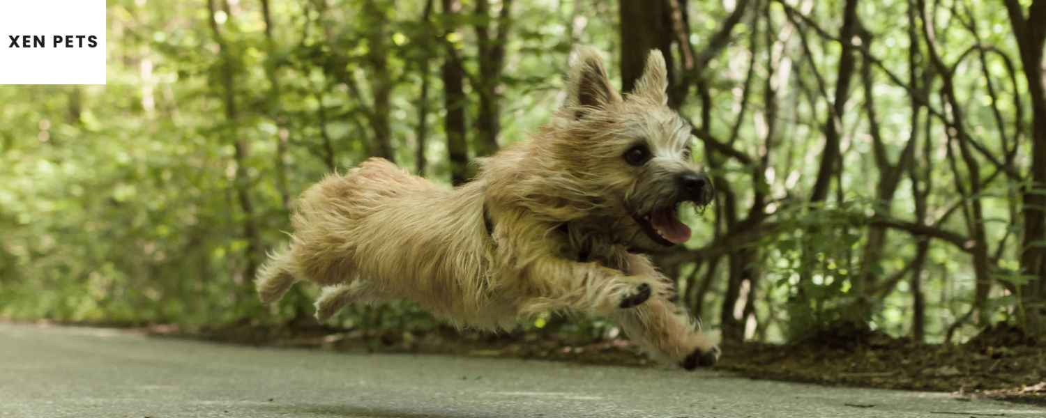 most dogs can remain active with canine rheumatoid arthritis