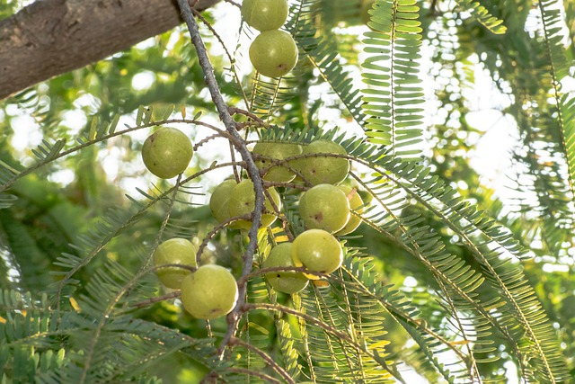 tree, gooseberry, berry