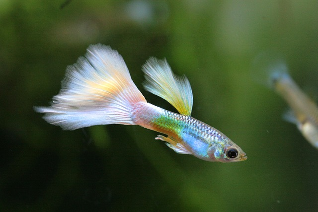 Guppy Fish In Aquarium