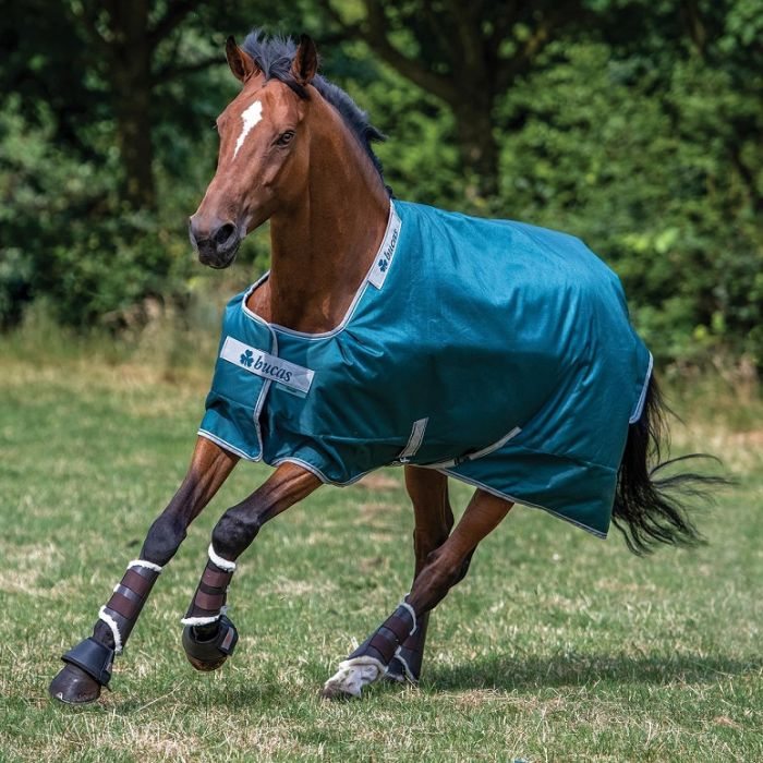 Bucas Horse Blanket Review Everday Equine