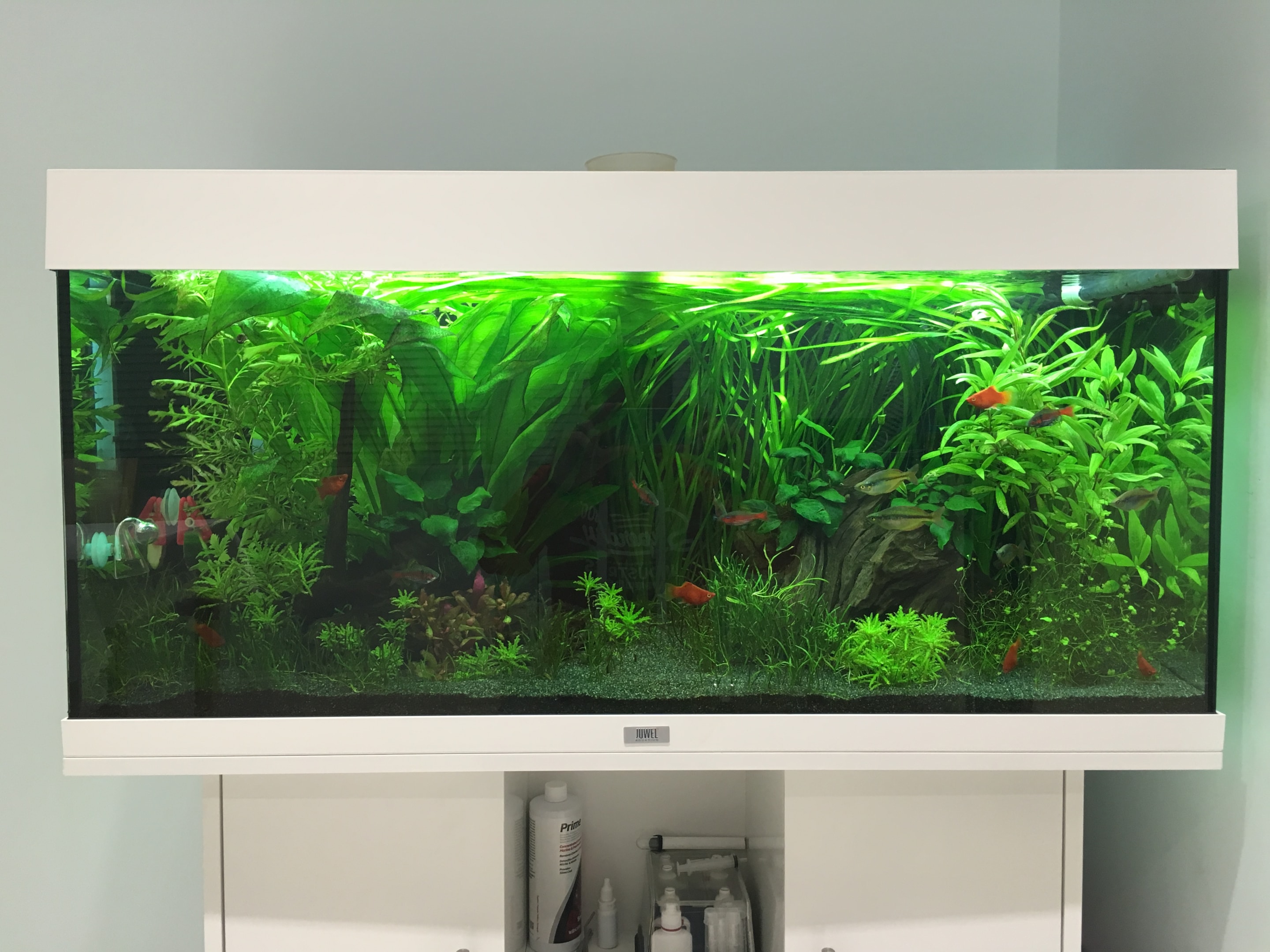 Aquarium carbon in the filtration system can improve the water purity