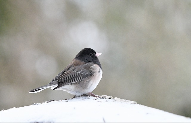  dark-eyed junco