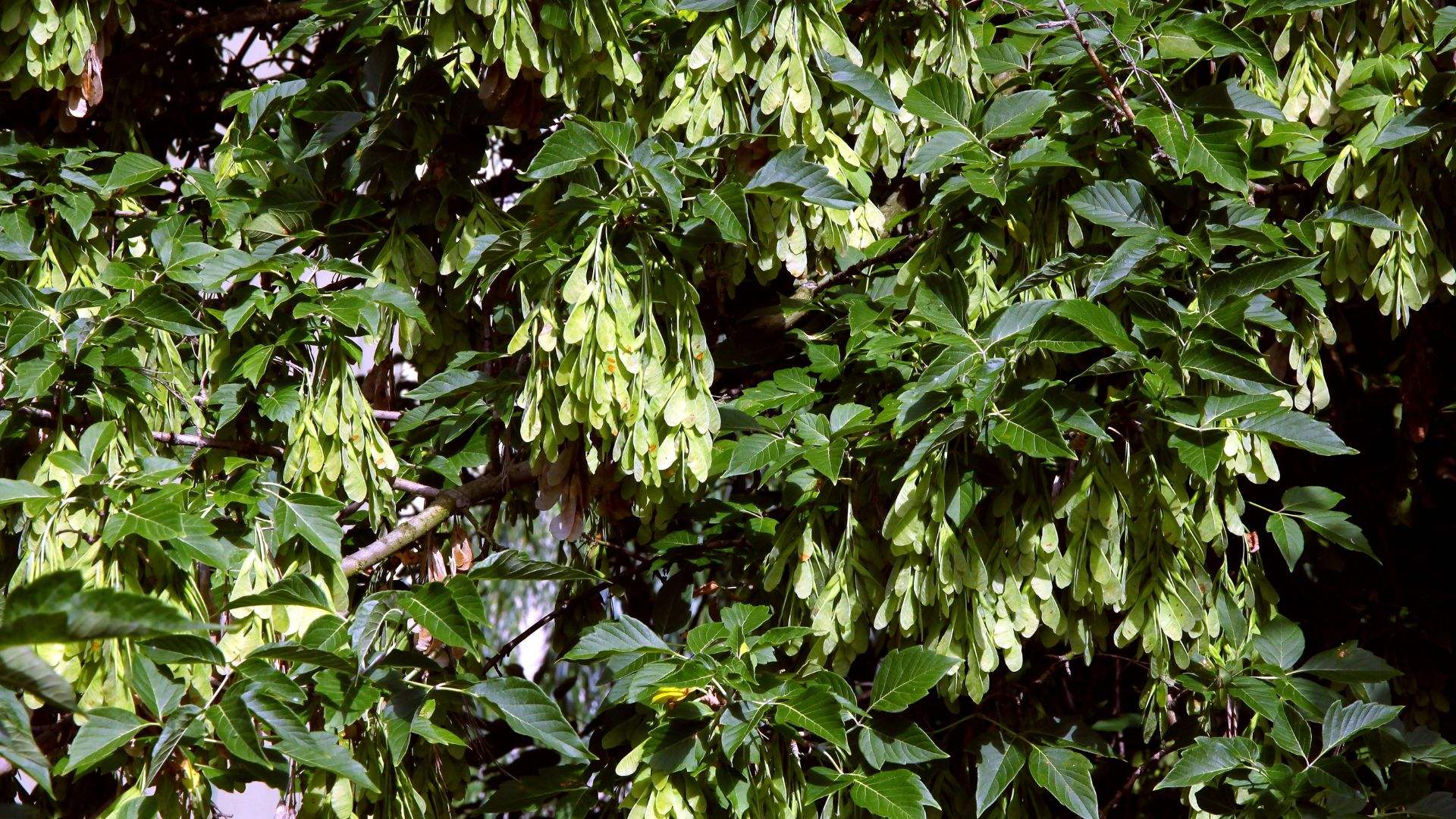 An image of a box elder tree with seedpods.
