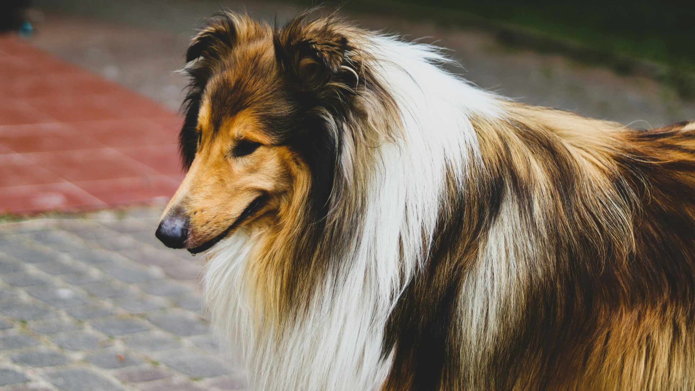 A healthy Shetland Sheepdog