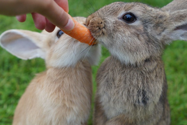 sick rabbit signs, signs that your rabbit is sick