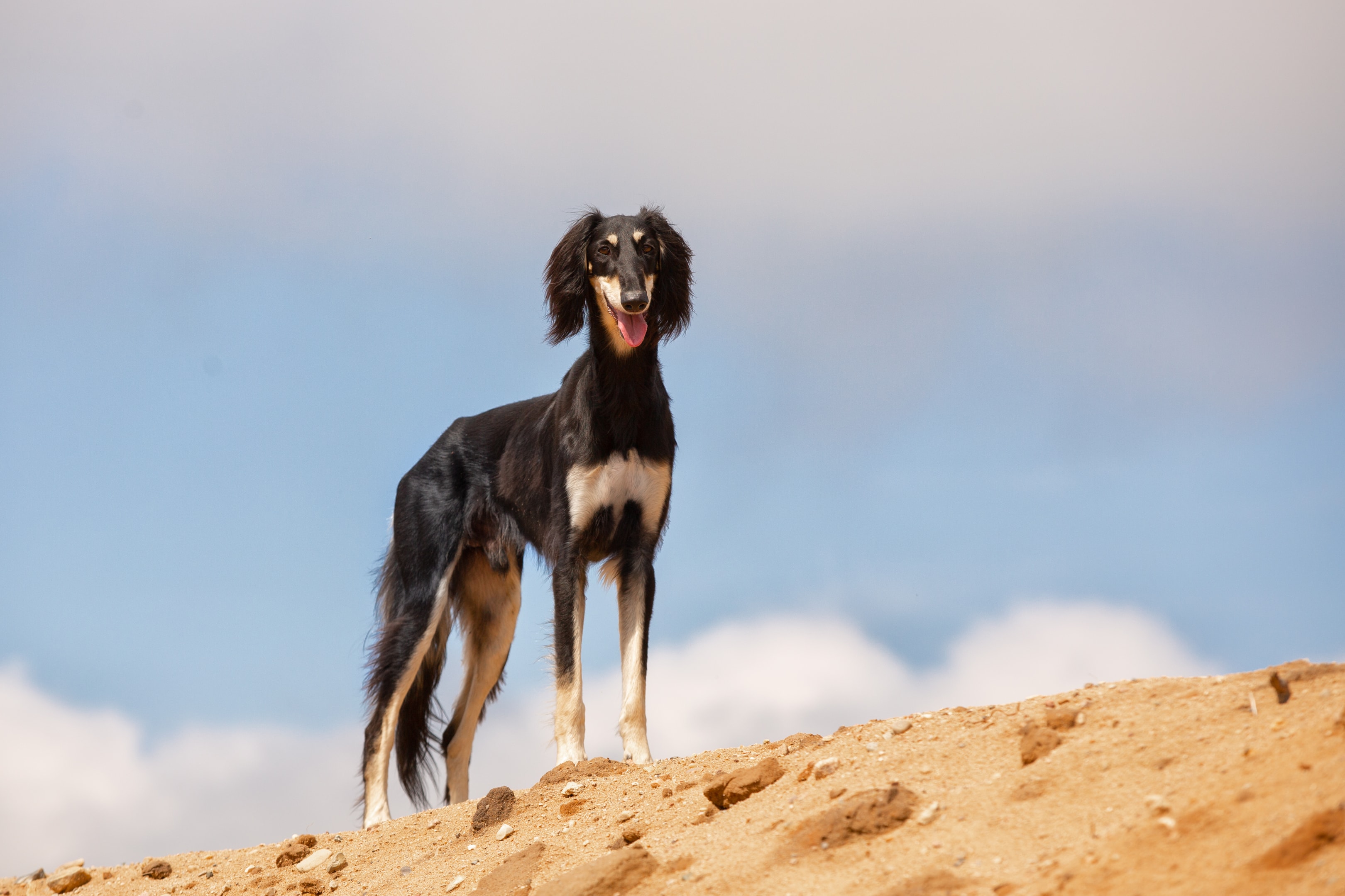 A Saluki standing on a sand dune
