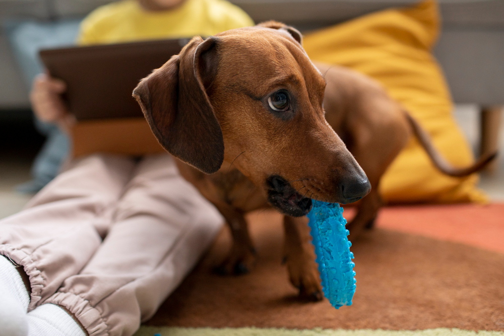 My dog destroys his toys hotsell