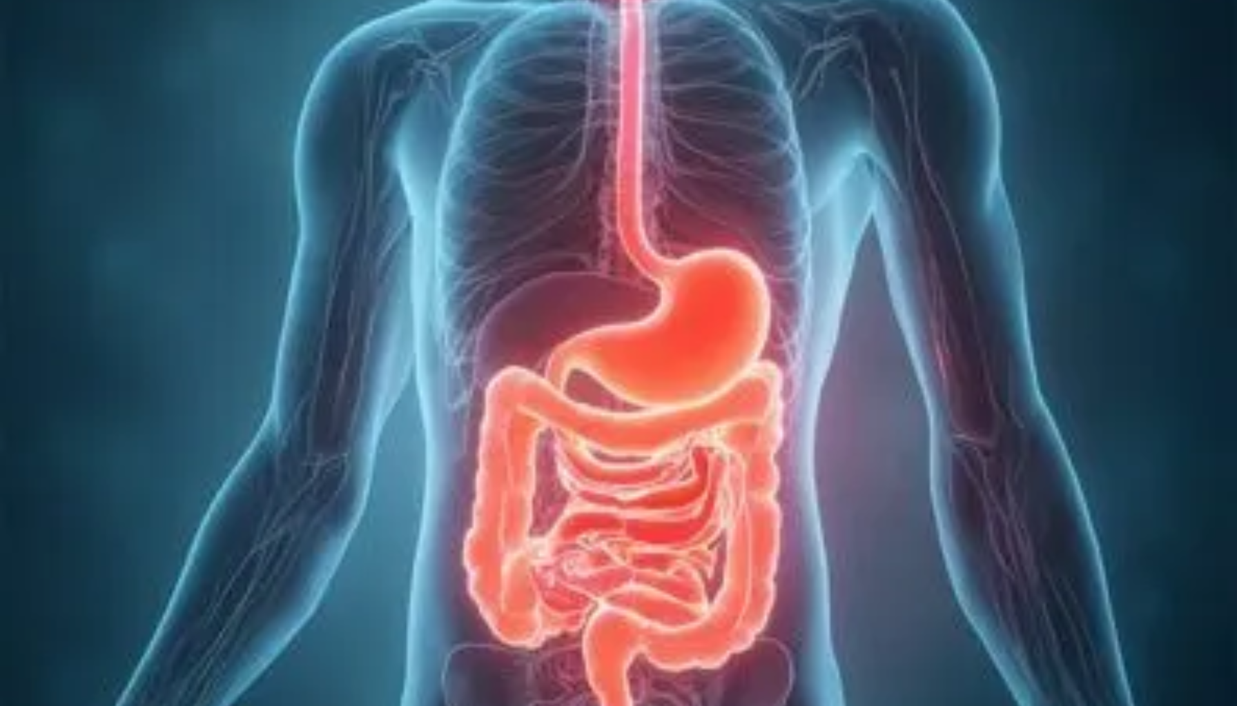 Medisinsk illustrasjon av menneskets fordøyelsessystem, med spiserør, mage og tarmer markert i rødt på gjennomsiktig kroppssilhuett.