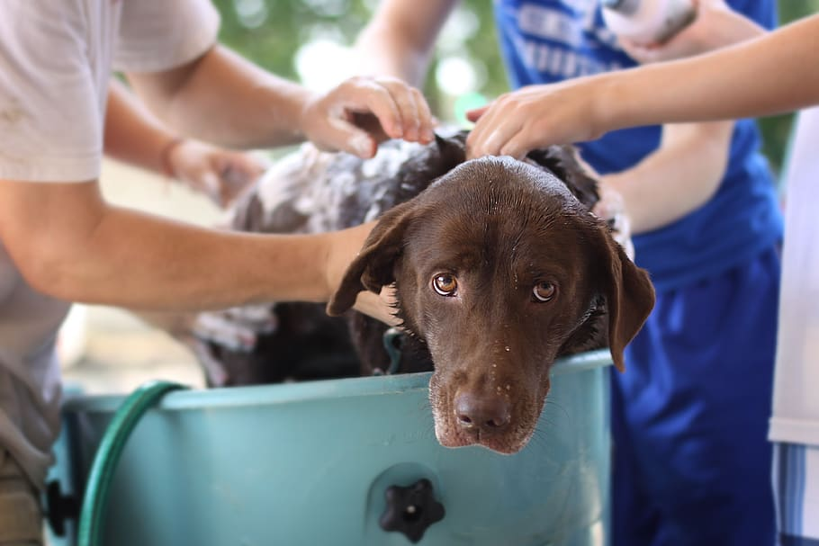 a36609b3 3d33 4d41 90c4 cd47a96f229b Can Dogs Get Lice from Humans? Unveiling the Truth and Prevention Tips