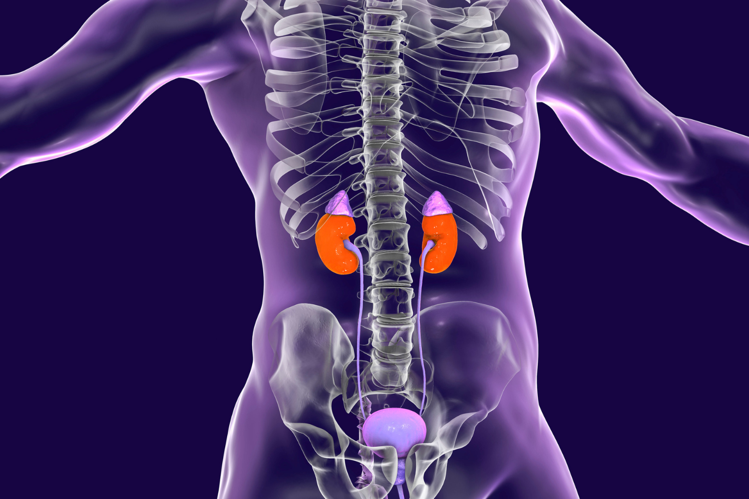 Medical illustration of kidney's in a human body.