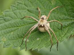 Nursery web spider - by Paul Dirksen - JungleDragon