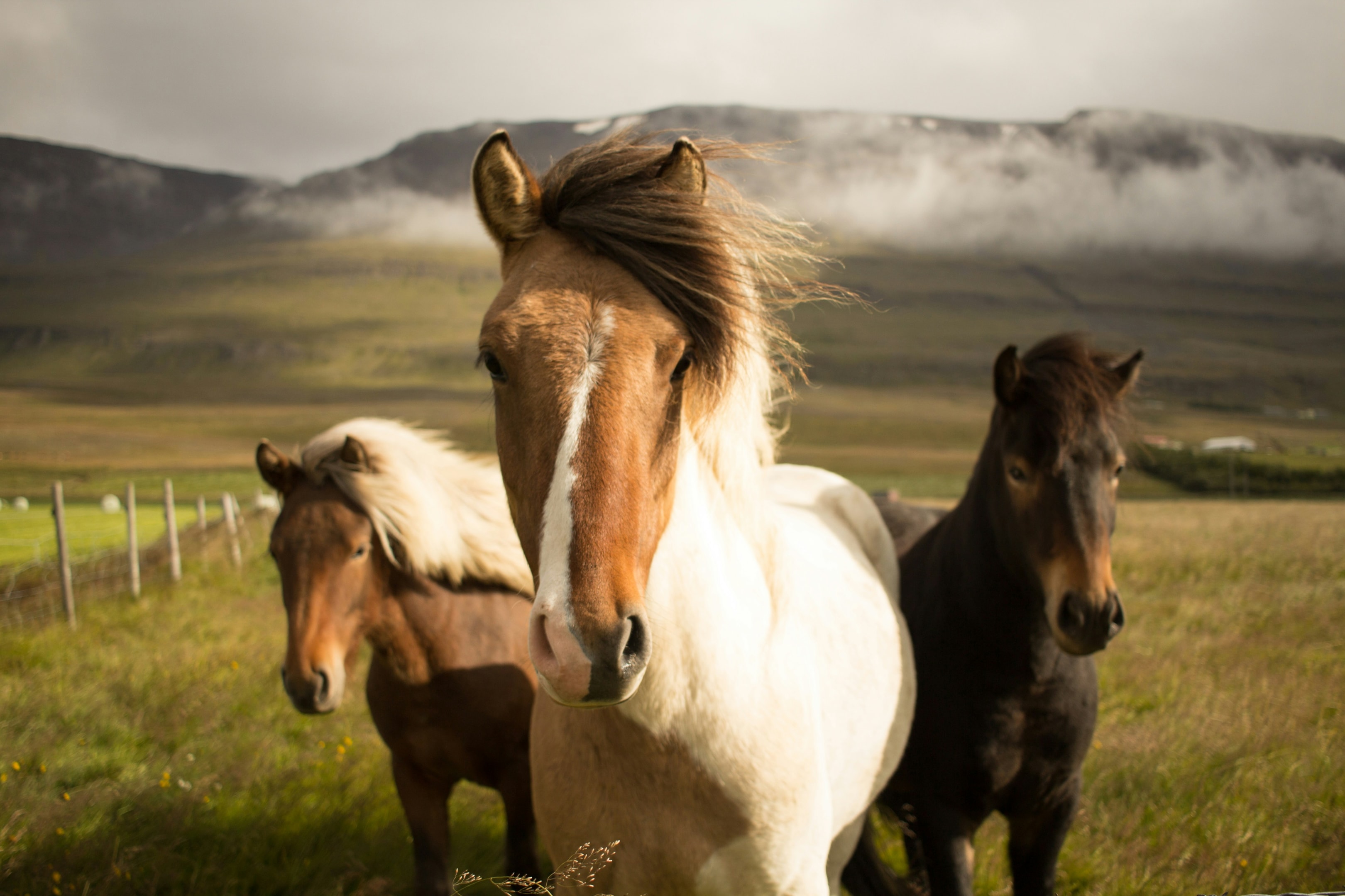 Three horses standing together