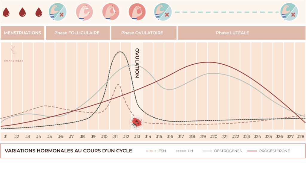 schéma cycle menstruel