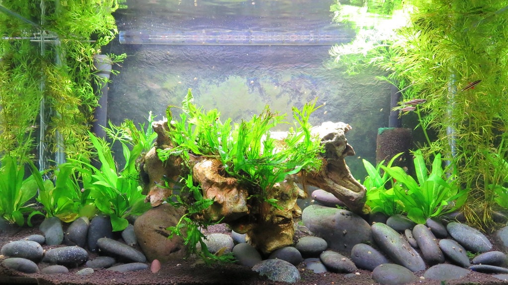 low tech aquarium relies on the minimal equipment