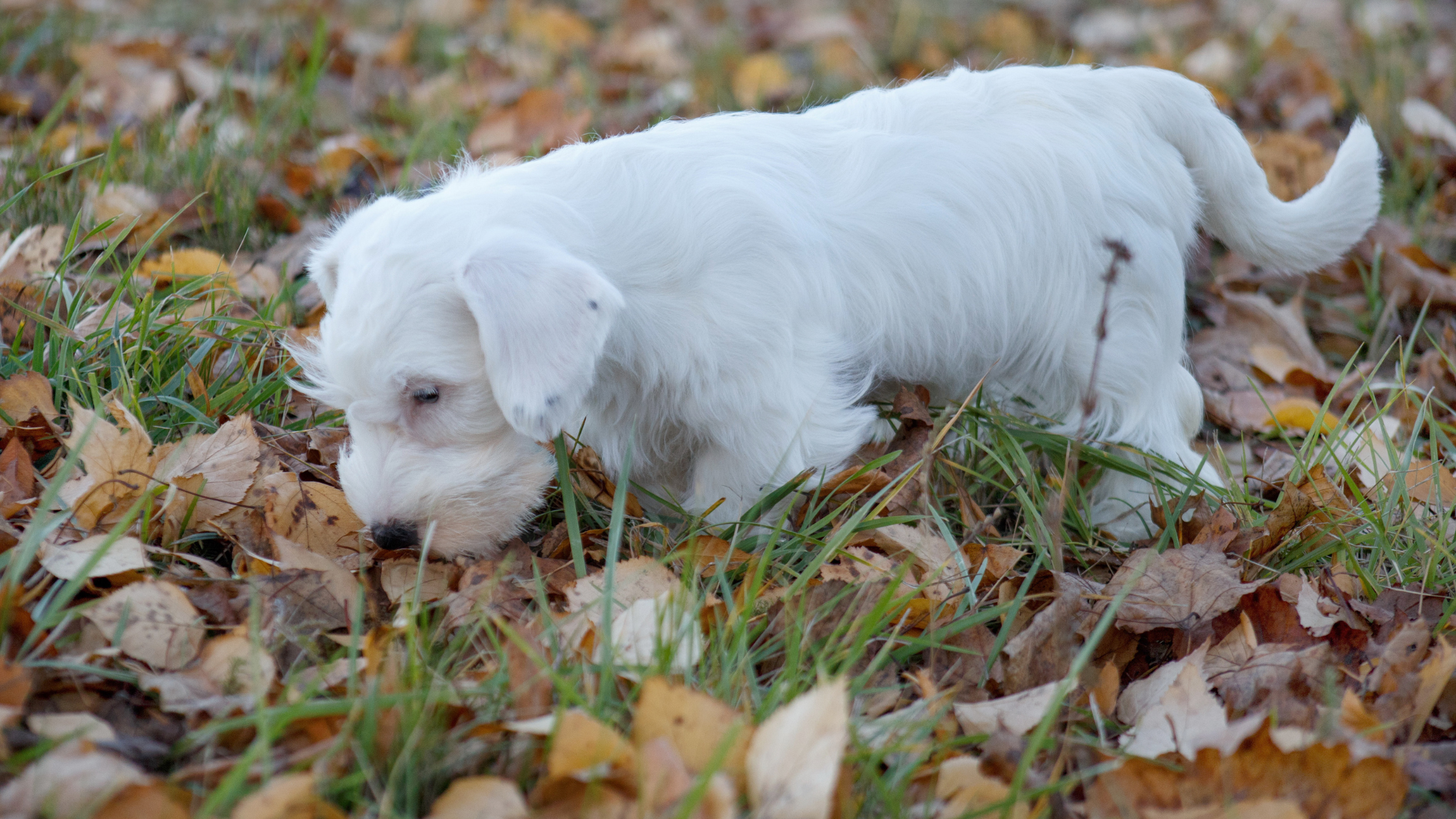A Sealyham puppy sniffing leaves in a backyard
