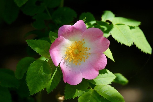 dog rose, rose hip, petals, rosa canina, stamens, blossom, bloom, shrub, ornamental shrub, bush rose, wild rose, pink, hagrose