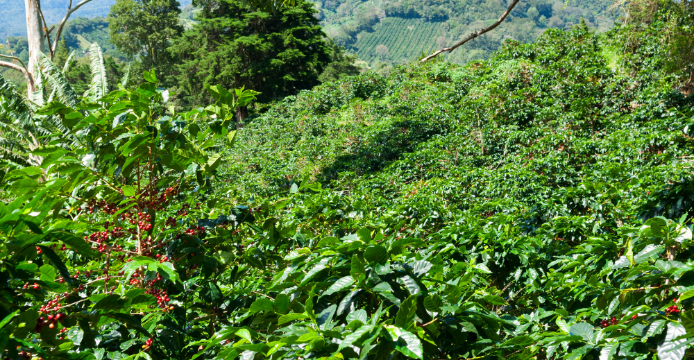 Hacienda La Esmeralda coffee farm in Panama